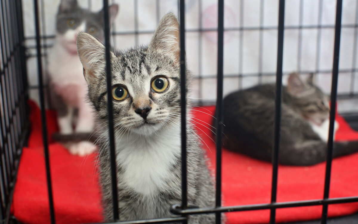 Ausgesaten Déieren zu Lëtzebuerg